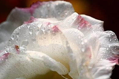 业界评论《大金刚》推动电脑游戏进化 功绩超过马里奥